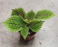 2" Pilea Moon Valley